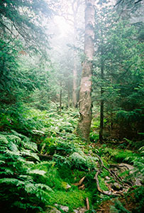 Woods along the Appalachian Trail