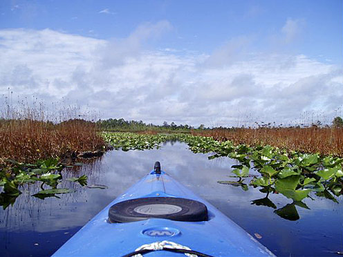 Kayak in the Okefenokee Swamp