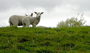 sheep in scotland
